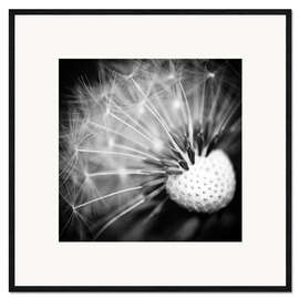 Gerahmter Kunstdruck Pusteblume Makro