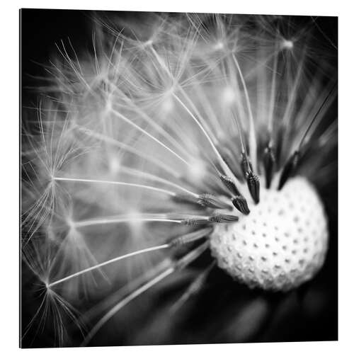 Gallery Print Pusteblume Makro