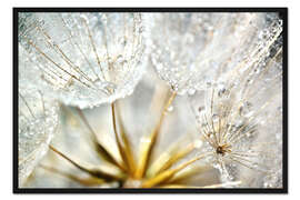 Gerahmter Kunstdruck Pusteblume Dew