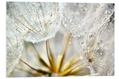 Foam board print Pusteblume Dew