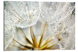 Magnettafel Pusteblume Dew