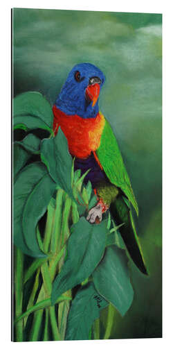 Quadro em plexi-alumínio Rainbow Lorikeet