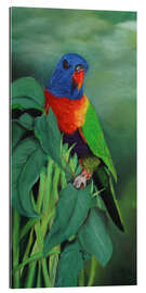 Gallery print Rainbow Lorikeet