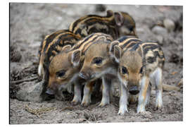 Quadro em alumínio Wild boar piglets