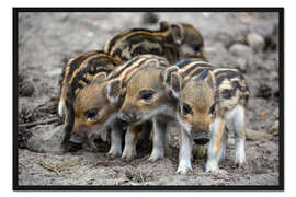 Gerahmter Kunstdruck Wildschwein Frischlinge 
