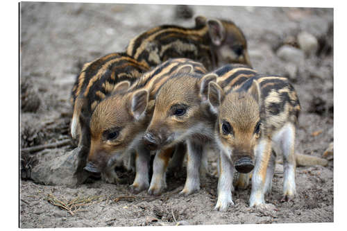 Galleritryck Wild boar piglets