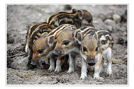 Wall print  Wild boar piglets - GUGIGEI