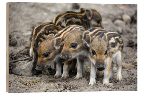 Obraz na drewnie Wild boar piglets