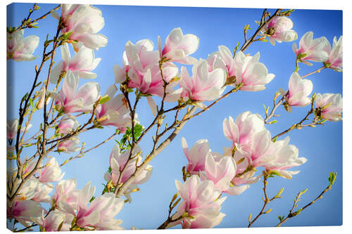 Canvas print Magnolia I