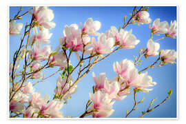 Wall print  magnolia - Steffen Gierok