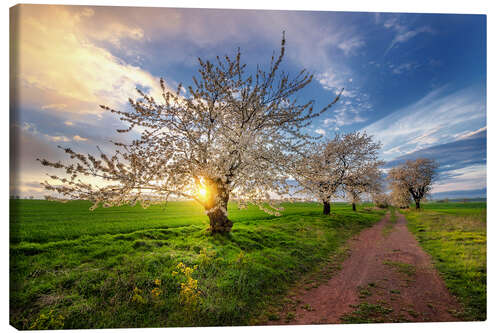 Obraz na płótnie Cherry trees in spring