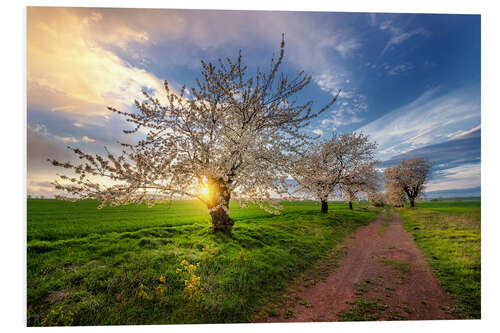 Foam board print Cherry trees in spring