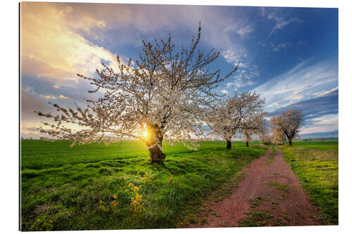 Galleriprint Cherry trees in spring