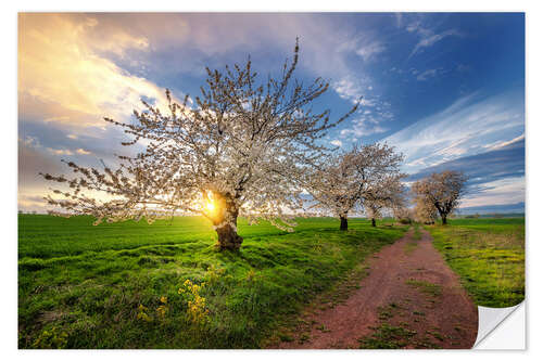 Sticker mural Cherry trees in spring