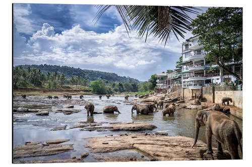 Aluminiumtavla Pinnawala Elephants