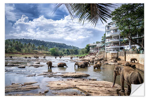 Selvklæbende plakat Pinnawala Elephants