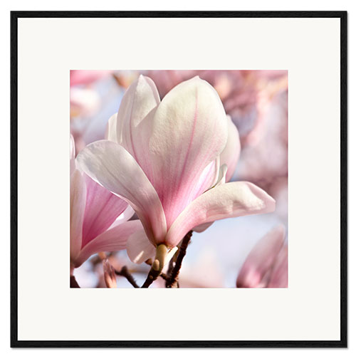 Plakat artystyczny premium w ramie Magnolia blossom in the sunshine