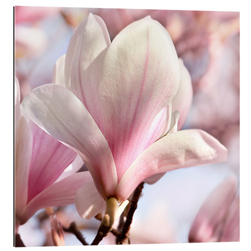 Galleritryck Magnolia blossom in the sunshine