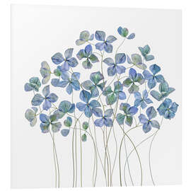 Foam board print Blue Hydrangea