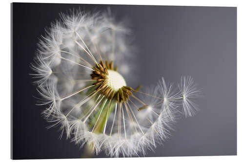 Acrylglasbild Pusteblume monochrom