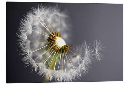 Aluminium print Dandelion monochrome