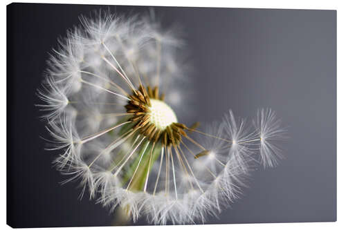 Canvas print Dandelion monochrome