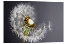 Foam board print Dandelion monochrome