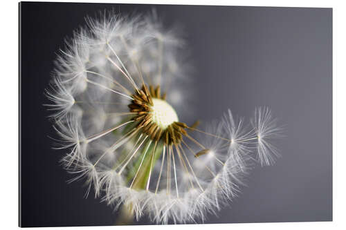 Gallery print Pusteblume monochrome