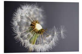 Magnettafel Pusteblume monochrom