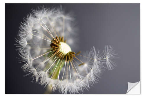 Vinilo para la pared Pusteblume monochrome