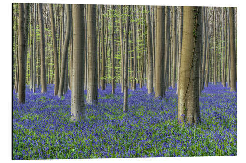 Aluminiumsbilde Bluebells in the beech forest