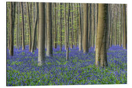 Tableau en aluminium Bluebells in the beech forest