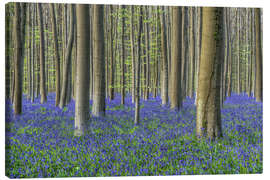 Lerretsbilde Bluebells in the beech forest