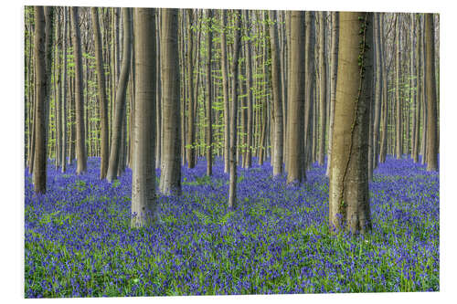 Foam board print Bluebells in the beech forest