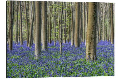 Gallery print Bluebells in the beech forest