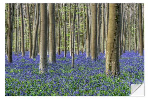 Wall sticker Bluebells in the beech forest