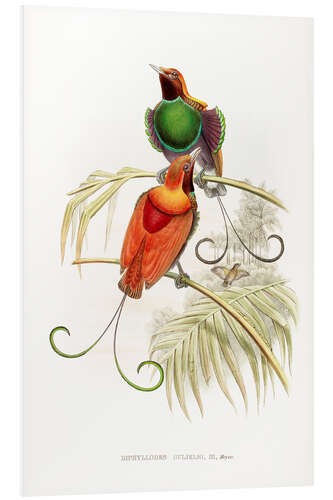 Tableau en PVC Diphyllodes Gulielmi, III, Waigiou Bird of Paradise