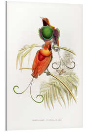 Magnettafel Diphyllodes Gulielmi, III, Waigiou Paradiesvogel