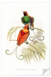 Selvklebende plakat Diphyllodes Gulielmi, III, Waigiou Bird of Paradise