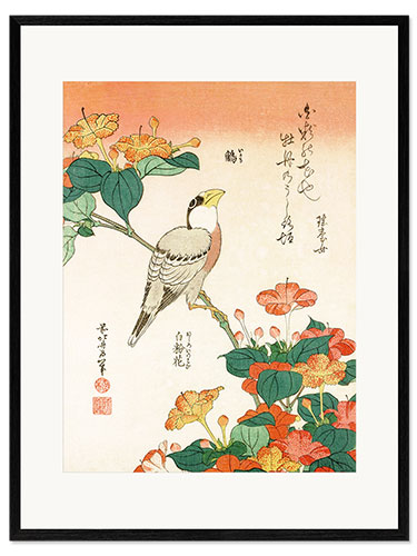 Plakat artystyczny premium w ramie Mirabilis jalapa and grosbeak