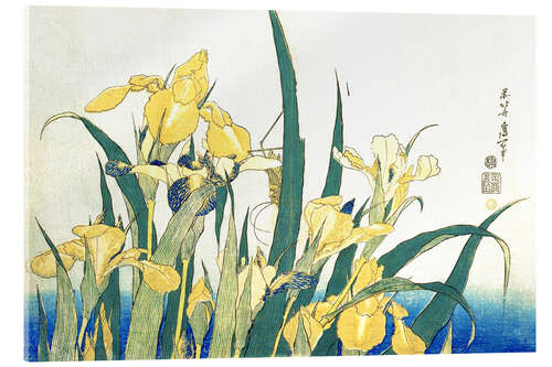 Acrylic print Iris