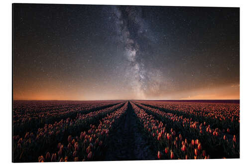 Aluminium print Tulip field and Milky Way