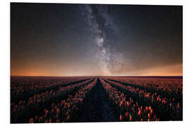 Bilde på skumplate Tulip field and Milky Way