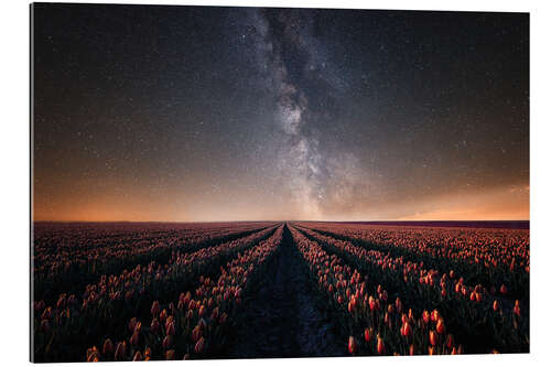 Tableau en plexi-alu Tulip field and Milky Way