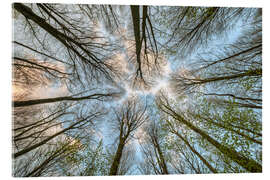 Akrylbilde Looking into the treetops