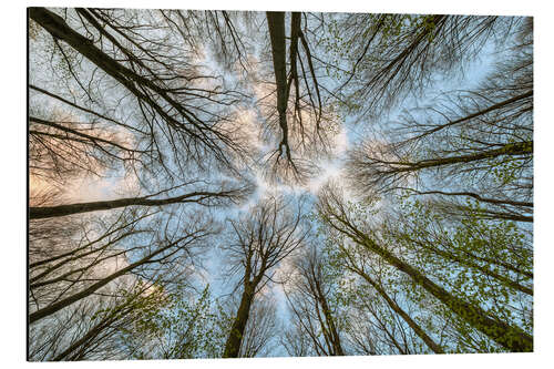 Aluminium print Looking into the treetops
