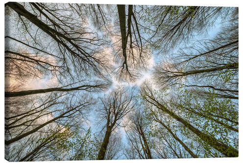 Canvas print Looking into the treetops