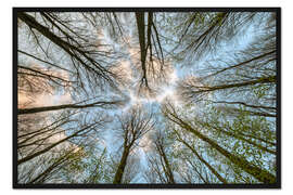 Gerahmter Kunstdruck Blick in die Baumkronen