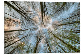 Magnettafel Blick in die Baumkronen