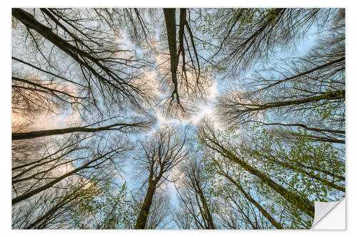 Naklejka na ścianę Looking into the treetops